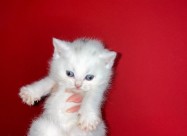 Se Prodavaat Scottish Fold/straight Macinja Mace M