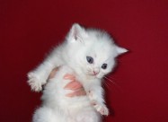 Se Prodavaat Scottish Fold/straight Macinja Mace M