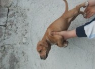 Pittbull Zenka