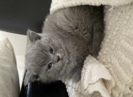 British Shorthair 