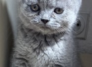 British Shorthair I Scotish Fold Blue 