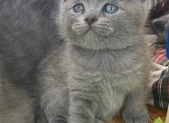 British Shorthair I Scotish Fold Blue 
