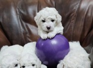 Кученца Bichon Frise
