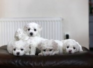 Кученца Bichon Frise