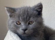 British Shorthair 