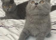 British Shorthair 