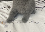 British Shorthair 