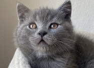 British Shorthair 