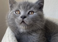 British Shorthair 