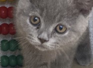 British Shorthair 