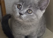 British Shorthair 