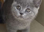 British Shorthair 