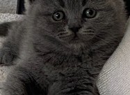 British Shorthar