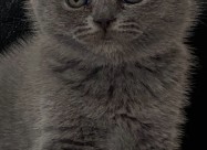 British Shorthar