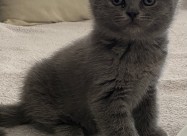 British Shorthar