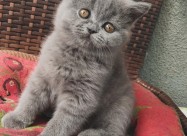 British Shorthair Cat