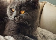 British Shorthair Cat