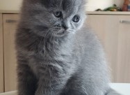 British Shorthair Cat